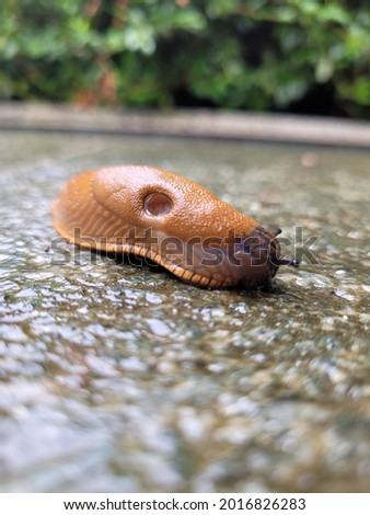 A picture of a snail in the rain resisting to reach the other end of the road 