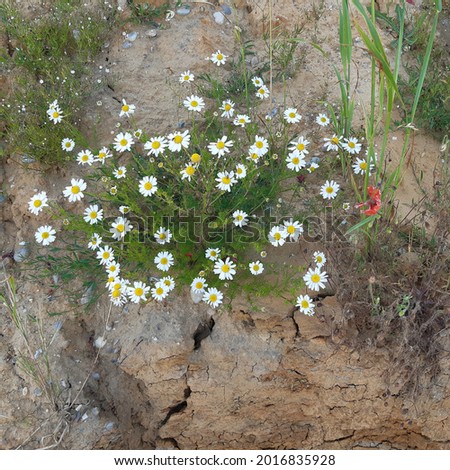 German chamomile flowers ( latin name Matricaria chamomilla) growing on dry rocks cliff in Southwold beach in Suffolk, England