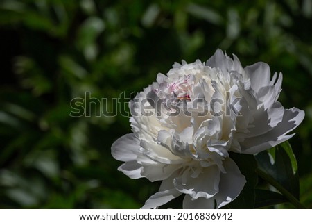 Blossom white peony flower on a summer sunny day macro photography. Garden fluffy peony with white petals in the summer close-up photo. Big paeony flower on a green background nature wallpaper. Royalty-Free Stock Photo #2016836942