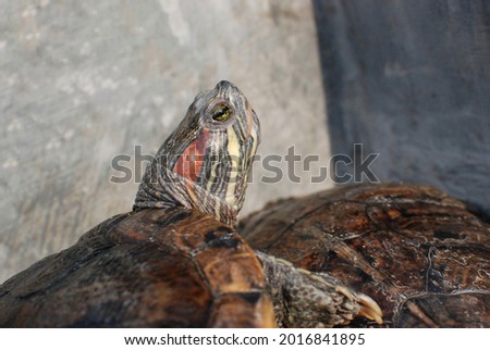 Red-ear slider turtle with red cheeks sunbathing against a concrete background in the morning