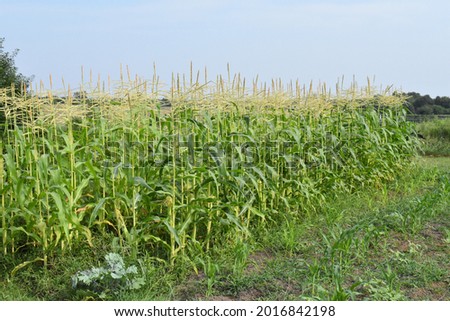 Corn plants in a garden