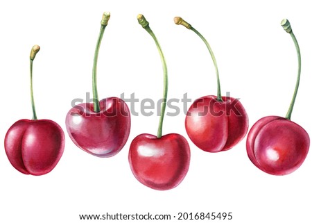 Set of cherry, Berries on isolated white background, watercolor illustration. Natural and organic.