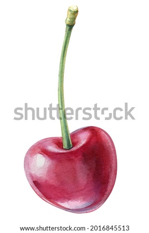 Cherry, Berries on isolated white background, watercolor illustration. Natural and organic.