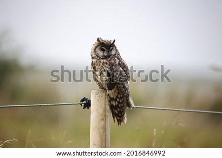 Long eared owl perched on a post preening after a rain shower