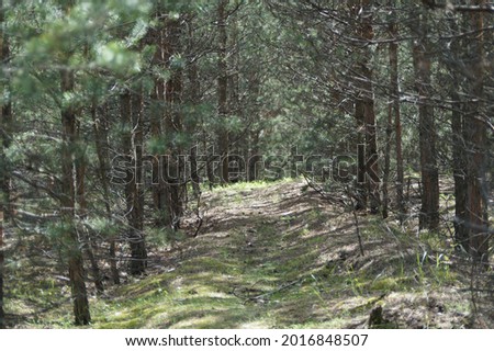 A forest path with peeping rays of the sun surrounded by young pine trees among