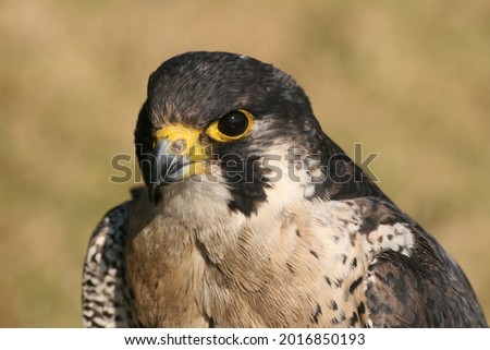 Picture of a Peregrine Falcon. Photo captured in South Africa