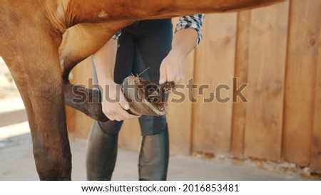 Hands of a woman holding the leg of her chestnut horse cleaning the horse hoof. Using a hoof pick scraping off the dust from the horse hoof. Preparing the horse for a ride. Hoof care. Royalty-Free Stock Photo #2016853481