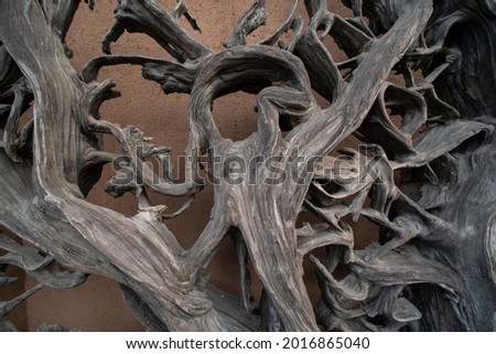 Dry old tree roots close up