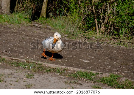 Leucistic female mallard duck with partial loss of pigmentation with a male drake mallard