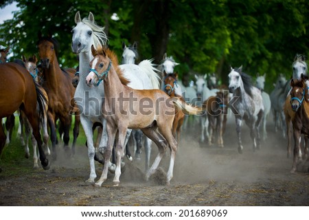 herd arabian horses