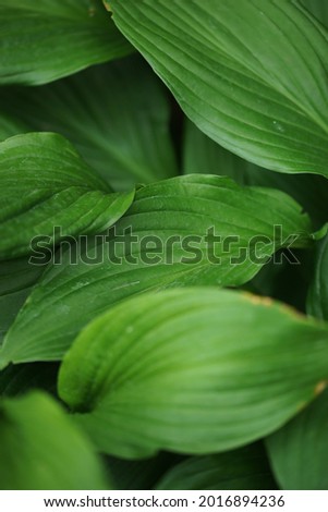 Host. Green leaves close up.