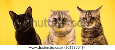 Portrait of three funny cats on a yellow background. The team of three cats consists of a black cat, a fat and funny Scottish fold cat with slanting eyes and a tricolor cat with a contemptuous look. Royalty-Free Stock Photo #2016900494