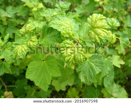 Red currant leaves affected by gall aphid (Cryptomyzus ribis)