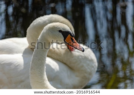 Swan couple in the lake