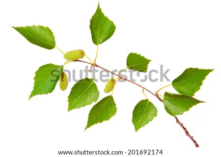 Birch tree leaves isolated on white. Royalty-Free Stock Photo #201692174