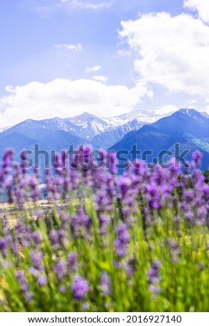 Pirin mountains in Bulgaria against the background of lavender flowers Royalty-Free Stock Photo #2016927140