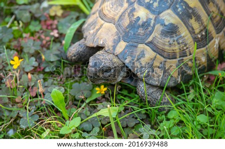 Herman Tortoise In Grass macro, close up