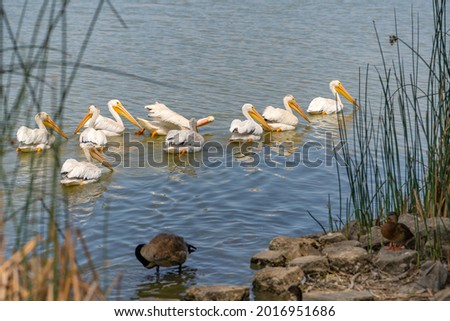 A flock of pelicans swims near the shore. Wildlife photography.