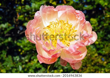 a macro closeup of a beautiful pink coral peony or paeony Paeonia rose flower against green garden background