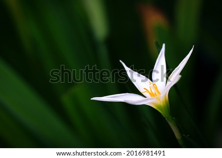 White Rain Lily flower with green leaves background