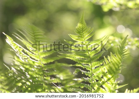 Fern plants in forest. Green foliage. Fern leaves. Soft focus. Picture for screensaver wallpaper card design. Fern plants in forest. Natural floral fern  background in sunlight. Spring. Green backgrop