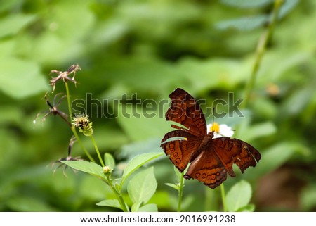 The Chocolate Pansy butterfly sips nectar from a Bidens pilosa flower in Yio Chu Kang Crescent forest. Its tattered fore and hind wings are usually caused by traumatic injuries. 