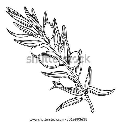 Hand drawn simple olive branch for your design