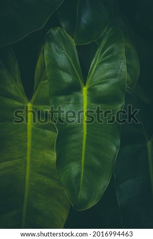 abstract green leaf texture, dark blue tone nature background, tropical leaf. Natural green leaves plants for spring background cover page environment ecology or greenery wallpaper. copy space text.