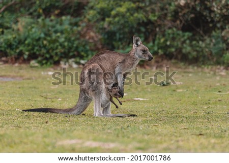 Mother Kangaroo with her Joey.