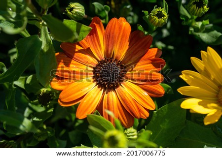 Beautiful orange flower close up