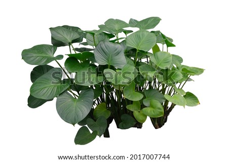  Alocasia Cucullata plant isolated on white background with clipping path. Tropical shrub plant for landscape design.
 Royalty-Free Stock Photo #2017007744