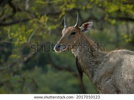 The Nilgai (Boselaphus tragocamelus) is an antelope found in Asia