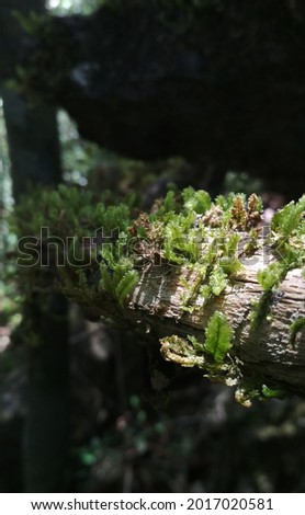 Picture of green moss sticking to wood, in Indonesia, in a tropical rain forest




