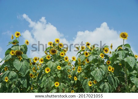 The best picture of sunflowers field