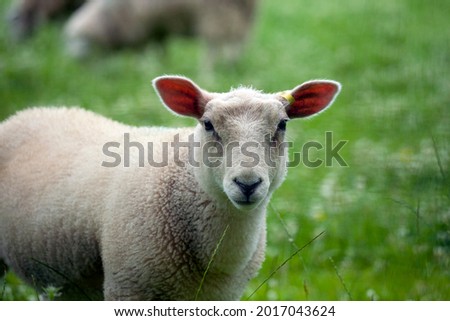 Sheep are quadrupedal, ruminant mammals typically kept as livestock,  are members of the order Artiodactyla, the even-toed ungulates. Easter Lamb is by far the most significant of this great feast. Royalty-Free Stock Photo #2017043624