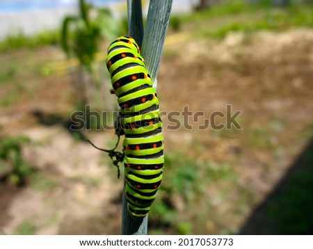 Swallowtail caterpillar in garden on a tree (Lepidoptera)