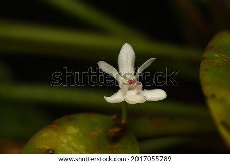 Dendrobium section Cadetia from West Papua Indonesia. One of common orchids in New Guinea Region