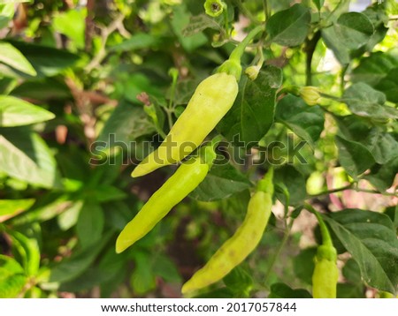 Chili tree High Res Stock Images