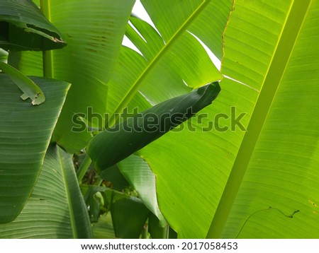banana leaf coiled inside there is a cocoon High Res Stock Images