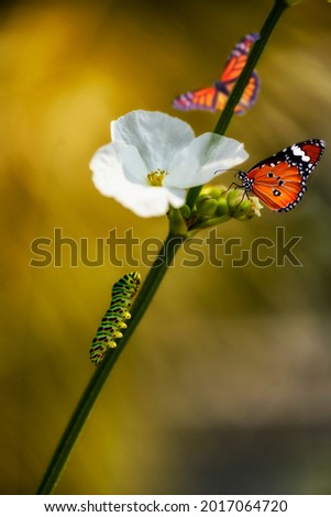 Two butterflies (monarch butterfly or Danaus plexippus soft focus and Plain Tiger or Danaus chrysippus focus) and one caterpillar with white blossom flower to get morning meal.  Royalty-Free Stock Photo #2017064720