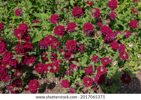 Summer Flowering Bright Red Flower Heads on a Mock Vervain or Mock Verbena Plant (Glandularia 'Claret') Growing in a Herbaceous Border in a Country Cottage Garden in Rural Devon, England, UK Royalty-Free Stock Photo #2017065371