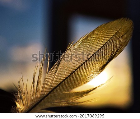 GOLDEN FEATHER
This pic Shooted at Evening.
