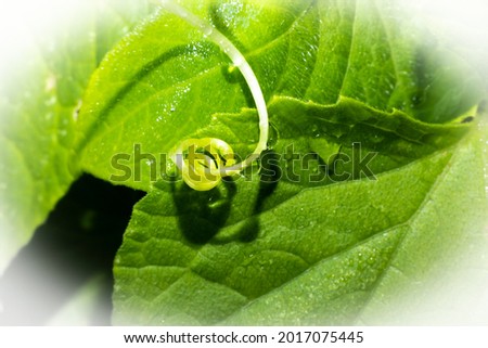 Cucumber vine curled up on a leaf.  