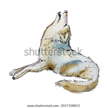 Watercolor hand painted wolf isolated on white.Woodland animal illustration. Grey wolf design. 