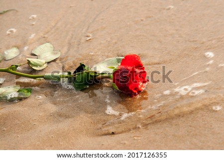 One red rose on the beach with sea water.