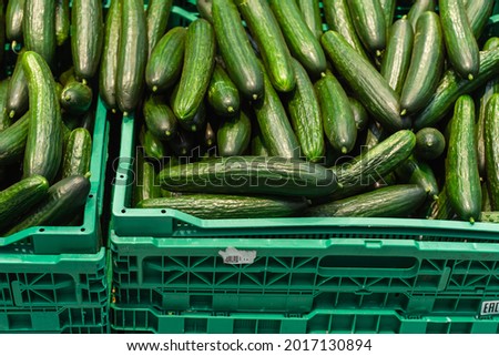 Lots of cucumbers in a plastic box. Harvest vegetables in a grocery store warehouse. Wholesale and retail trade in farm products. Close-up. Selective focus