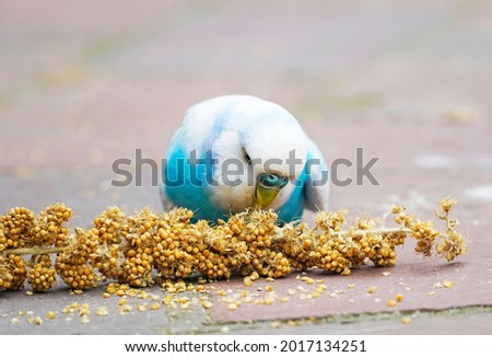 Blue and white budgie nibbling on a millet cob. Close up of a bird while eating Royalty-Free Stock Photo #2017134251