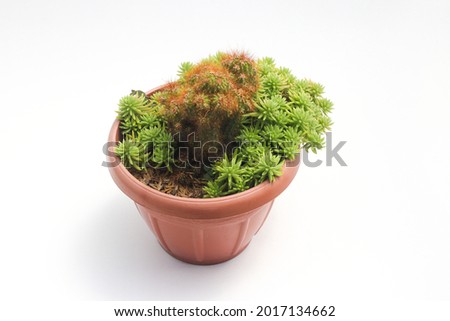 Cute cactus with green portulaca (krokot gantung) on red pot isolated on white background. Minimalist houseplant stock images.