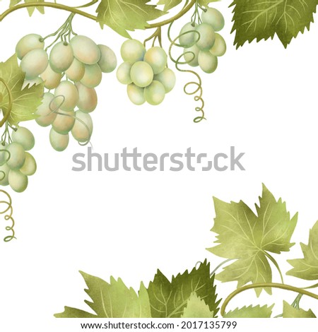 Card template of green grapes, hand drawn illustration on white background