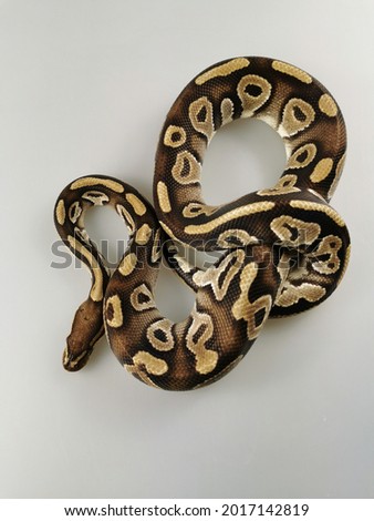 The Royal Python also know as Ball Phyton 